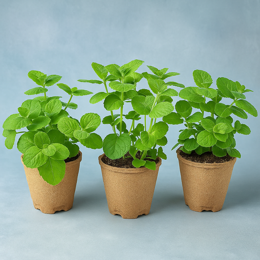 Mint Plant (Mentha)