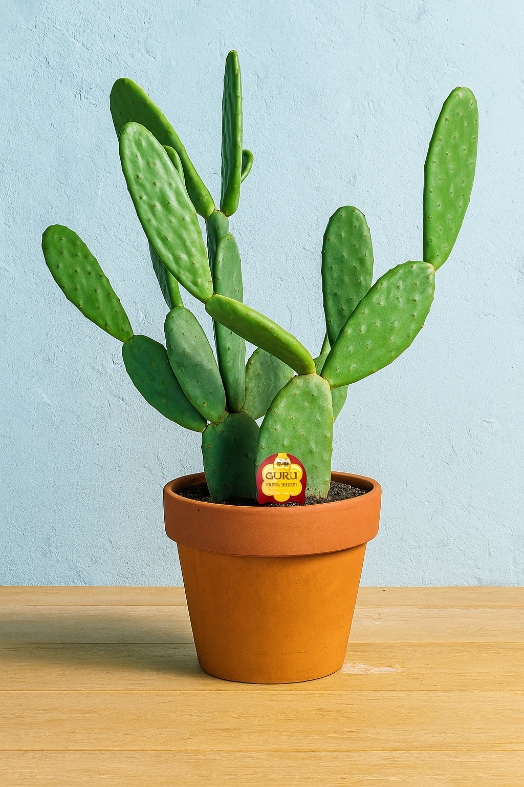 Opuntia Ficus-Indica (Barbary Fig / Indian Fig)