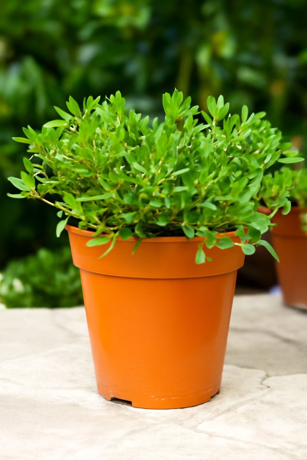 Sesuvium Portulacastrum