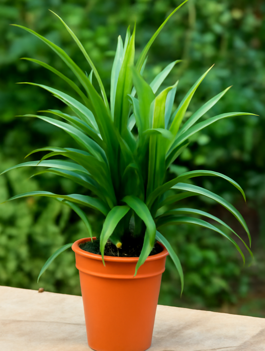 Pandanus baptistii
