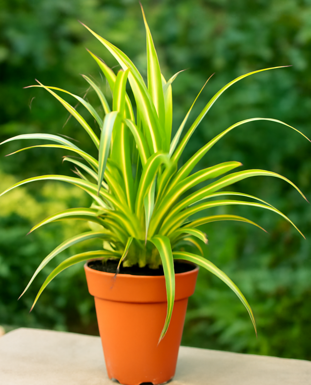 Pandanus Baptistii Variegata