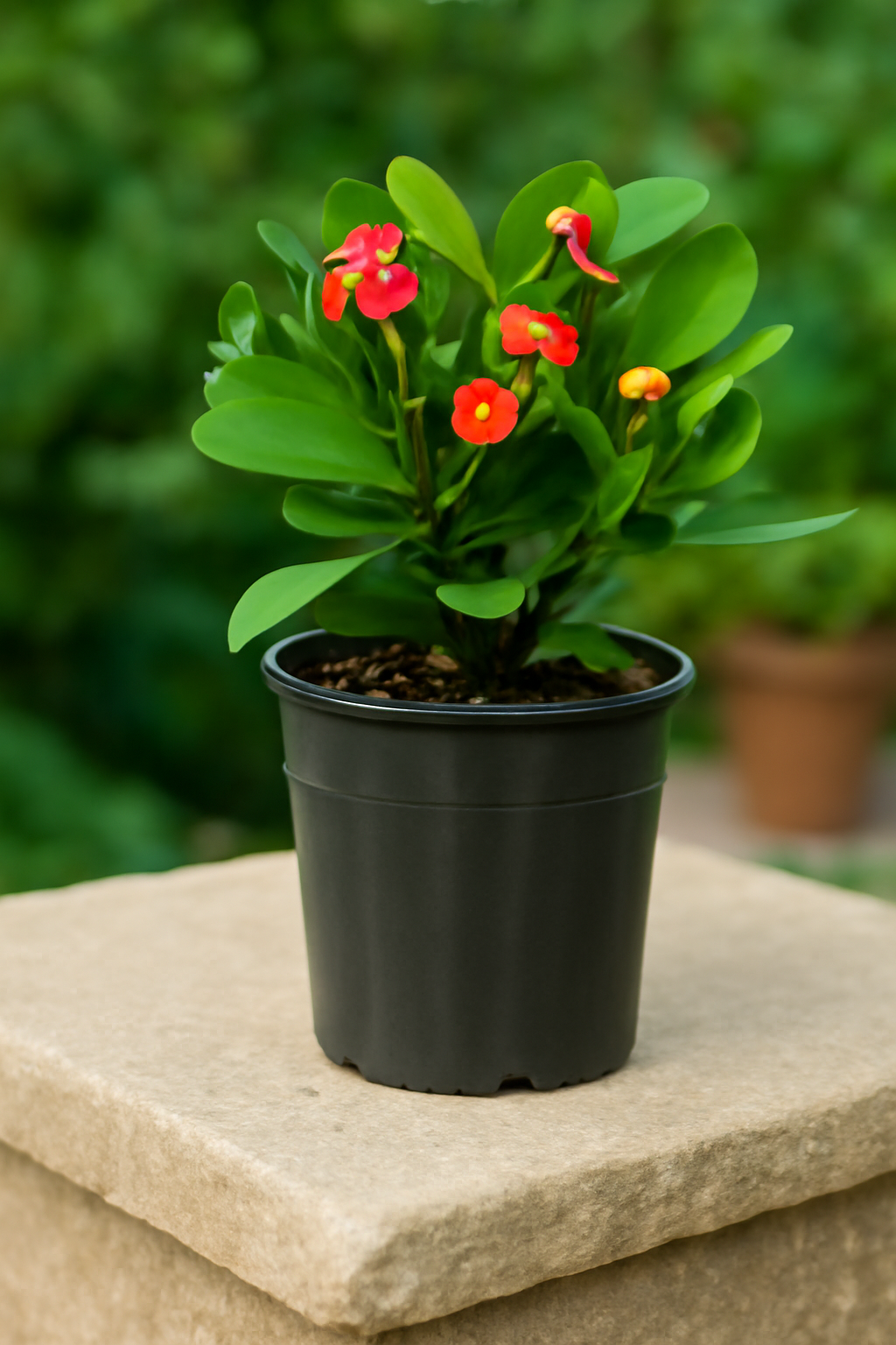 Euphorbia milii – Crown of Thorns