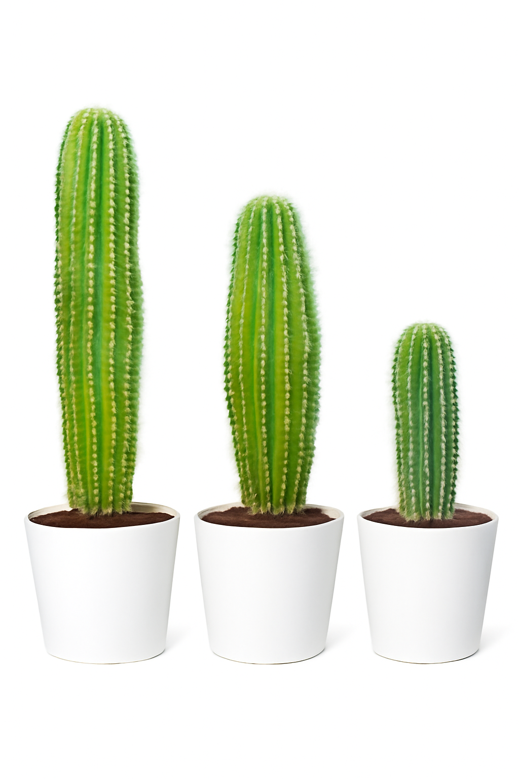 Saguaro Cactus – Carnegiea gigantea