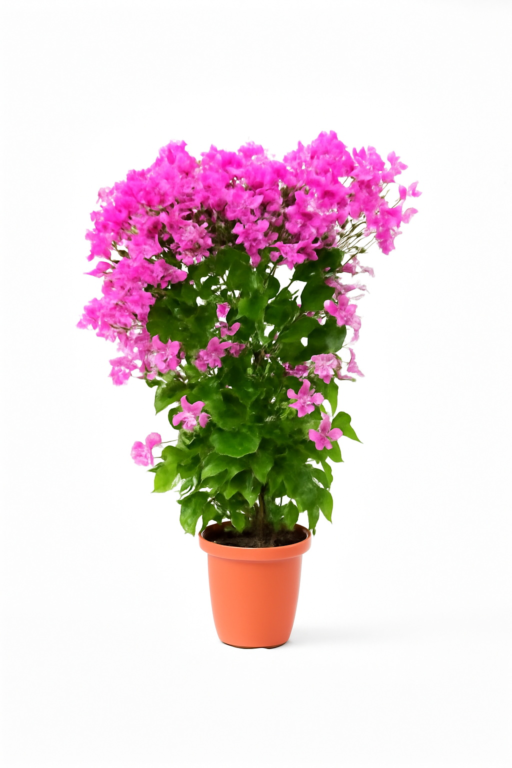 Bougainvillea Alexandra , Purple Paper Flower