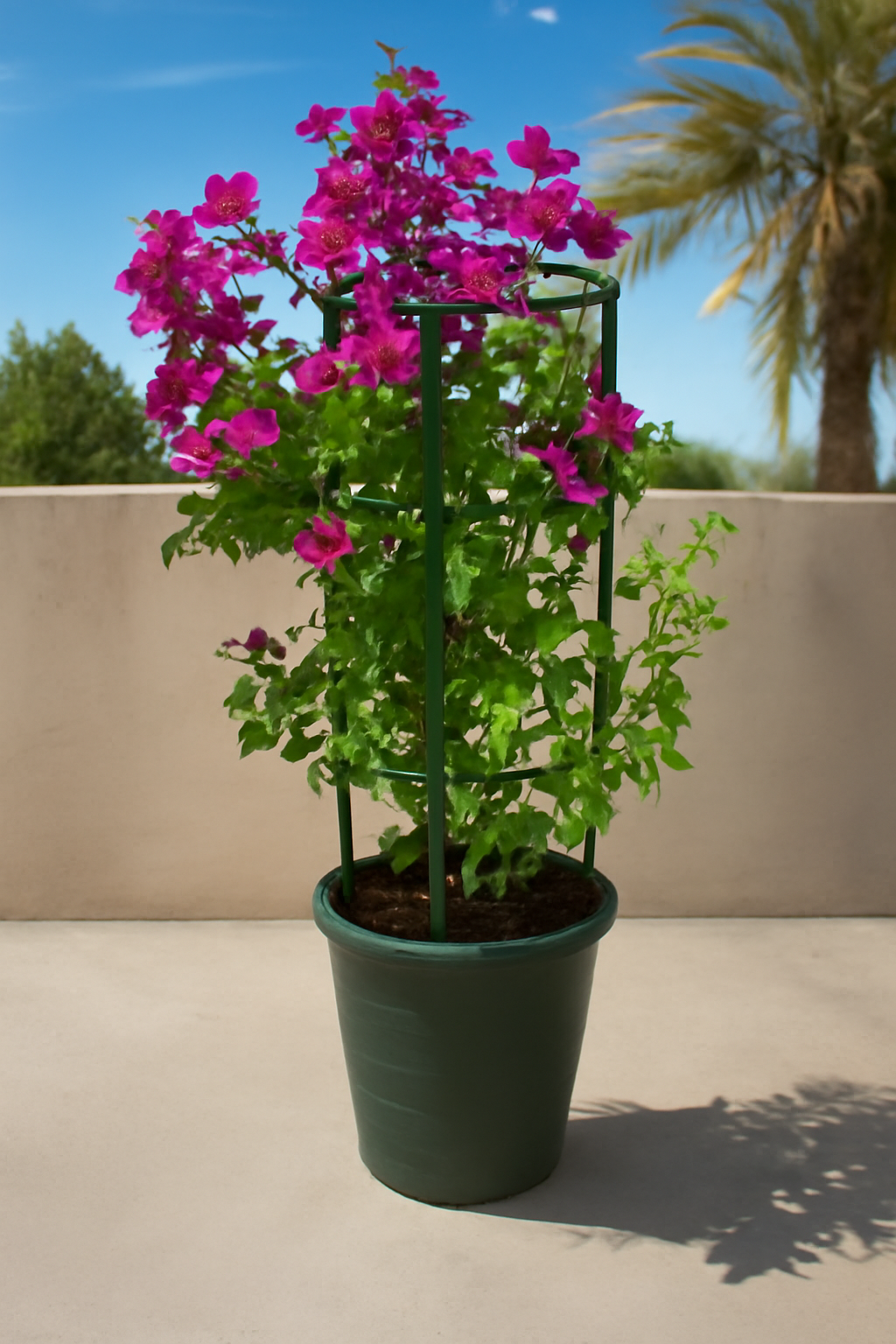 Great Bougainvillea, Bougainvillea Spectabilis