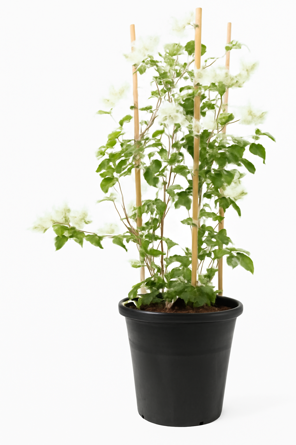 Bougainvillea Glabra White