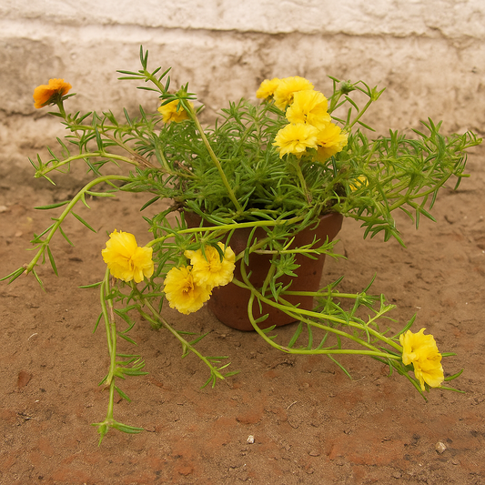 Rose Moss (Portulaca grandiflora)