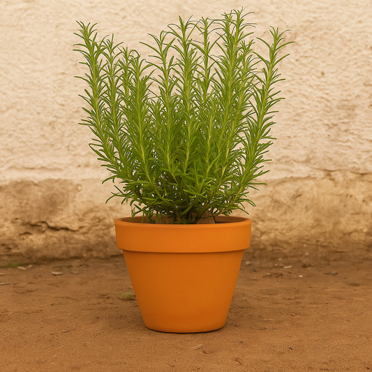 Rosmarinus officinalis – Rosemary Herb