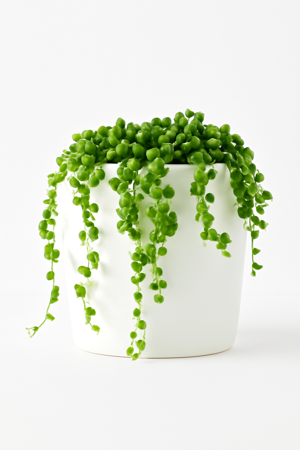 String of Pearls Plant – Senecio Rowleyanus