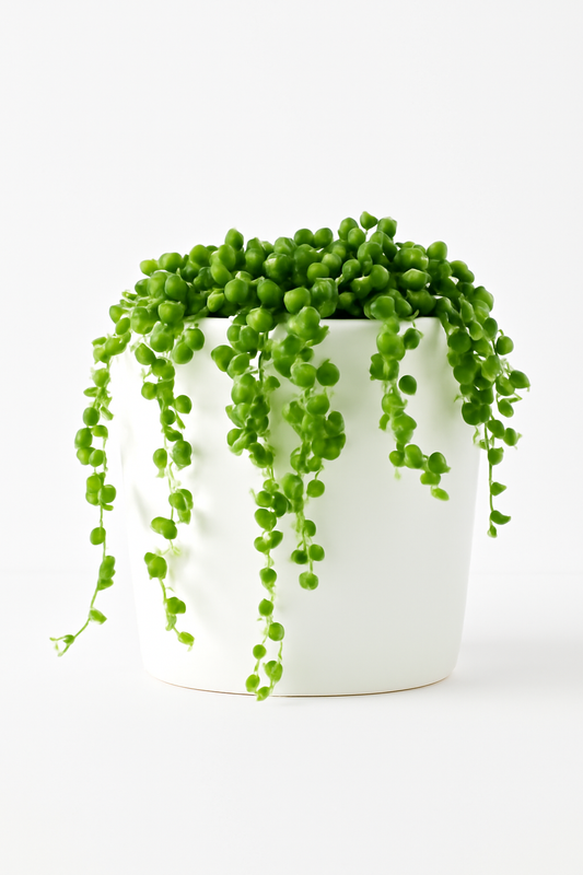 String of Pearls Plant – Senecio Rowleyanus