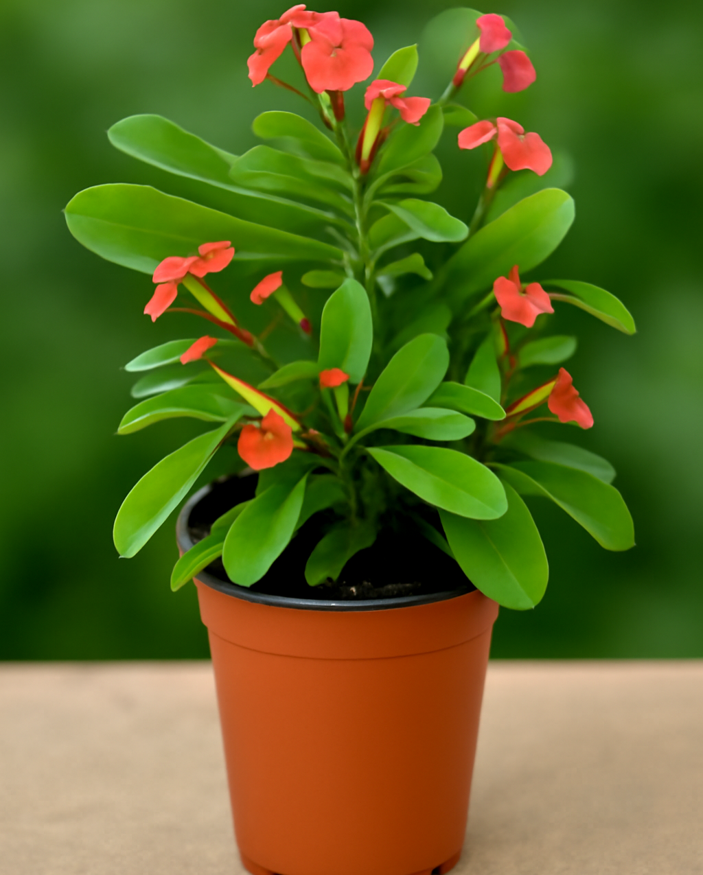 Euphorbia milii – Crown of Thorns