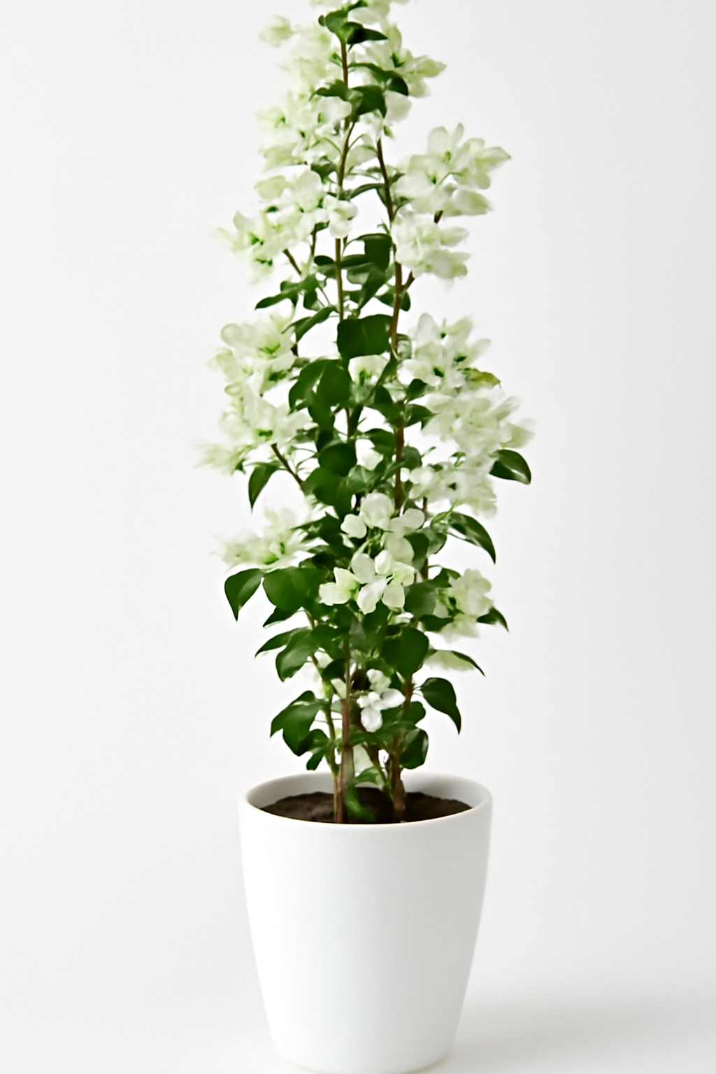 Bougainvillea Glabra White