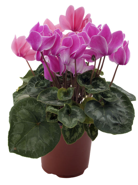 Cyclamen persicum plant
