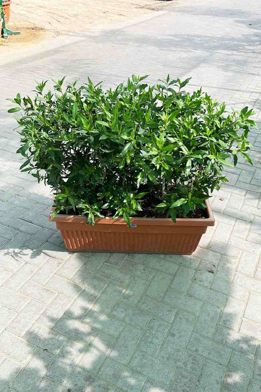 Damas in Rectangular Plastic Pot (Well Potted Plants)