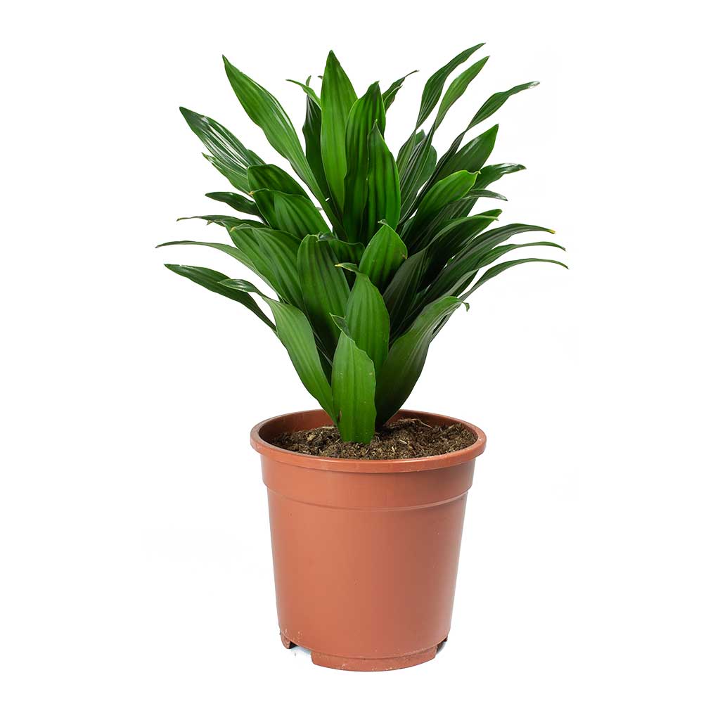Dracaena Fragrans, Compacta
