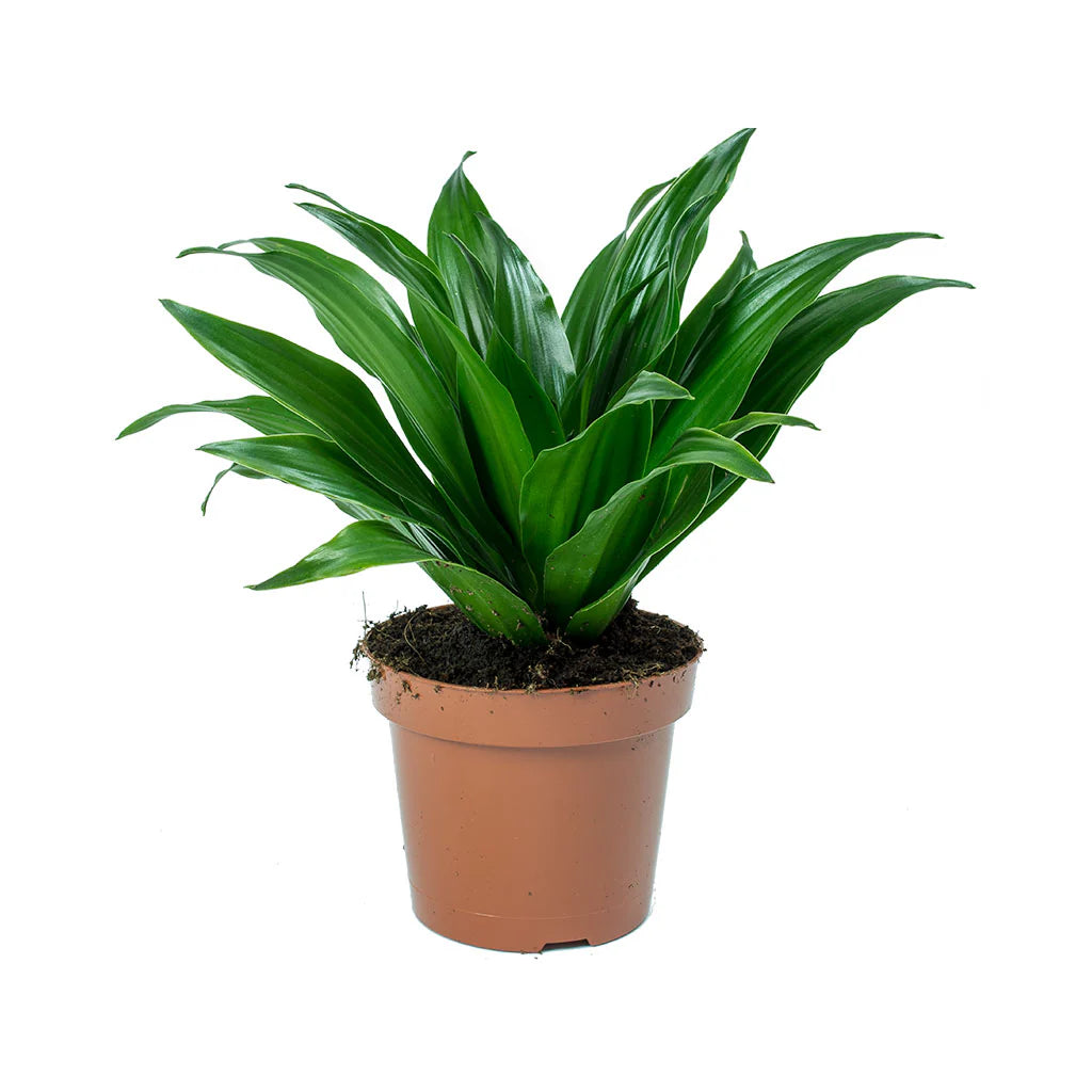 Dracaena Fragrans, Compacta