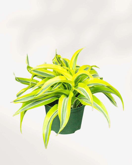 Dracaena Lemon Lime Mini – Vibrant Indoor Foliage