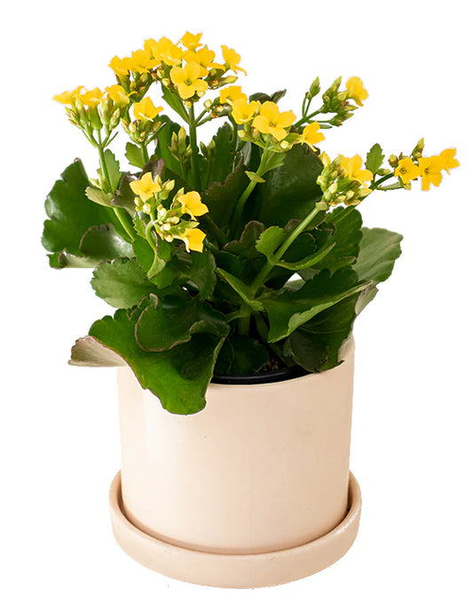 Kalanchoe Blossfeldiana or Flaming Katy - Indoor Plantt