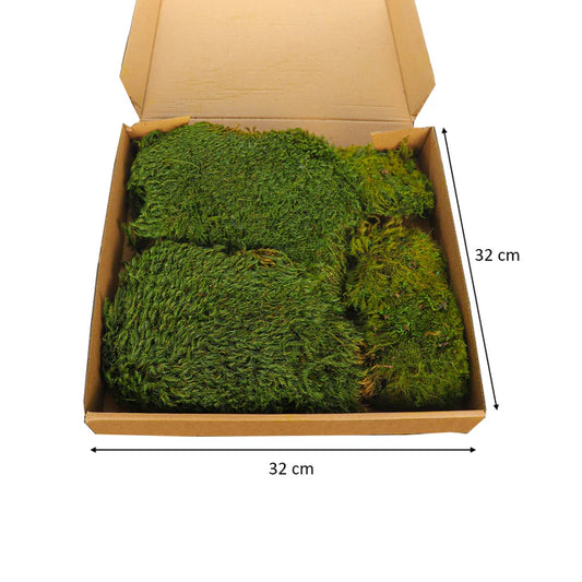 Green Dried Preserved Moss Pieces - Moss Wall