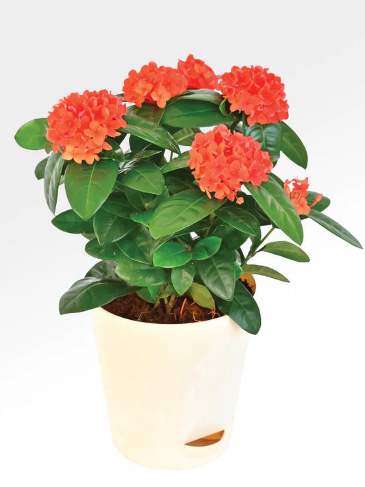 Ixora