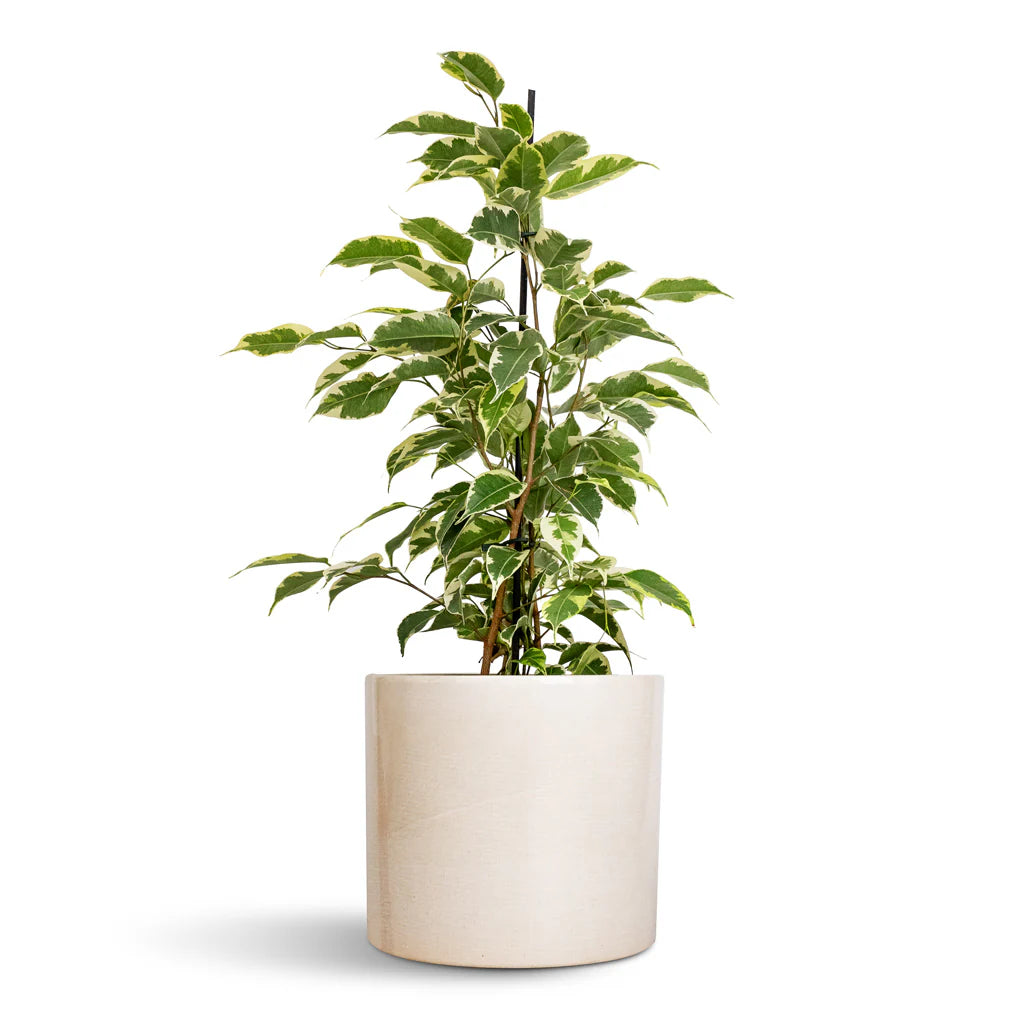 Ficus benjamina variegata, Variegated Weeping Fig