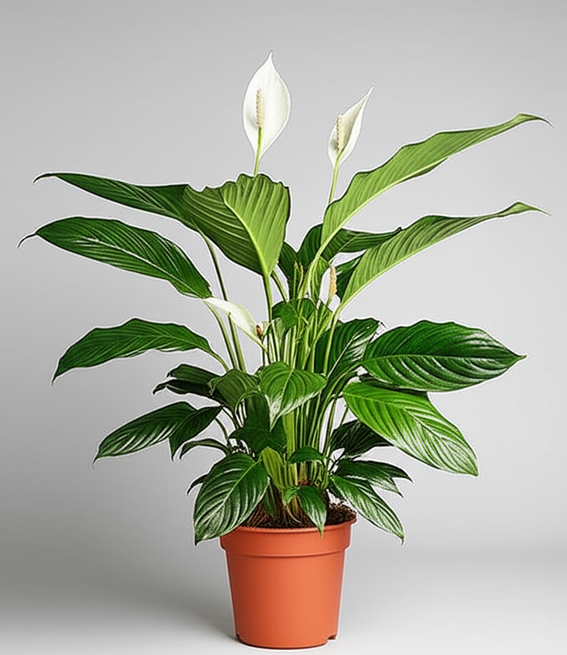 Peace Lily – Spathiphyllum