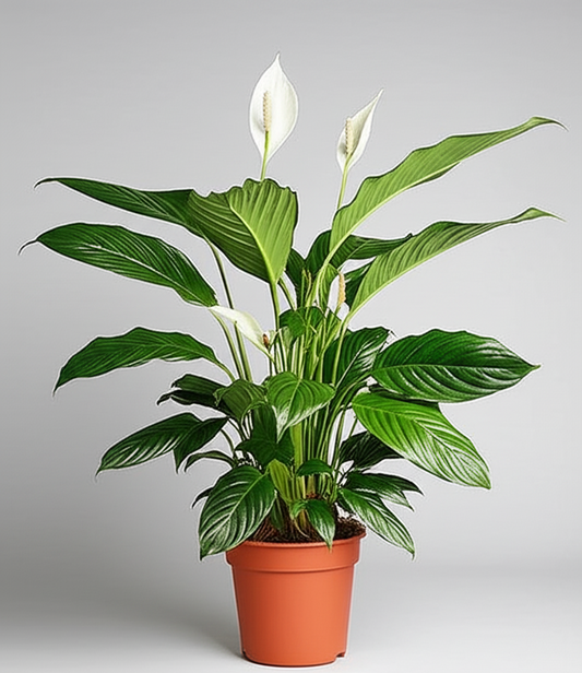 Peace Lily – Spathiphyllum