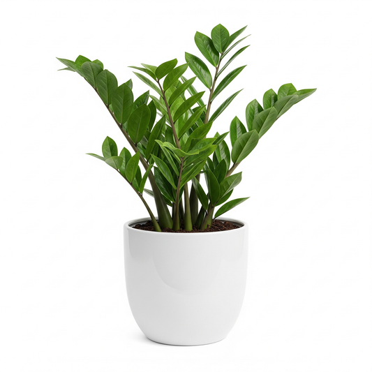 ZZ Plant