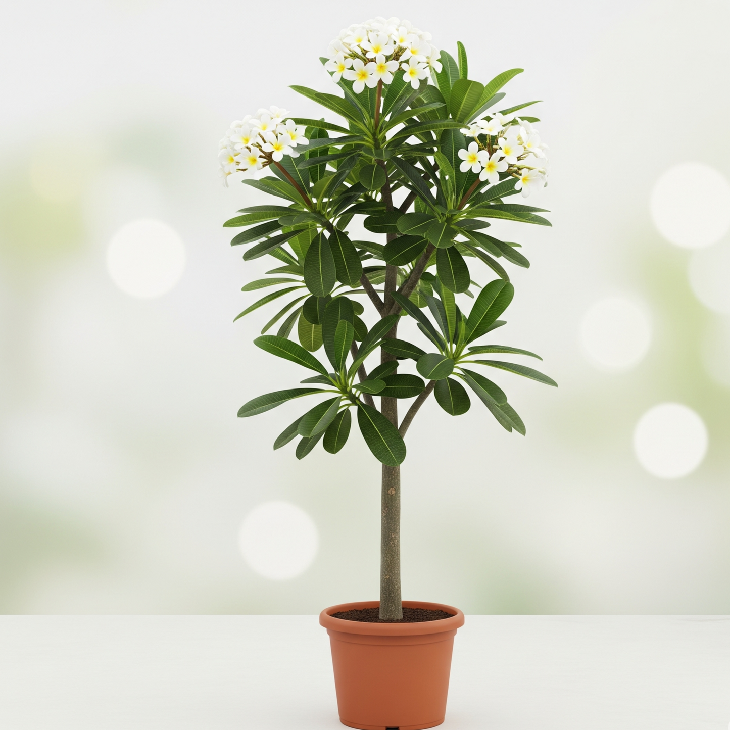 Plumeria