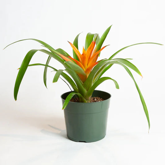 Bromeliad Plant (Bromeliaceae Family)