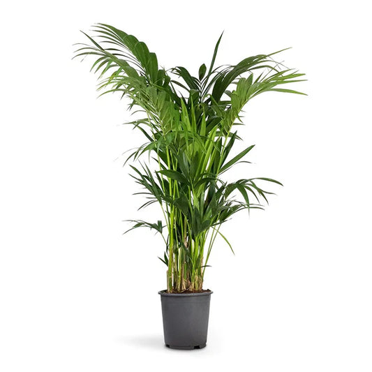 Kentia Palm, Thatch Palm, Howea forsteriana