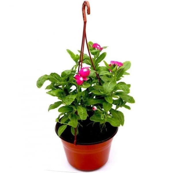 Vinca Flowers (small), Periwinkle