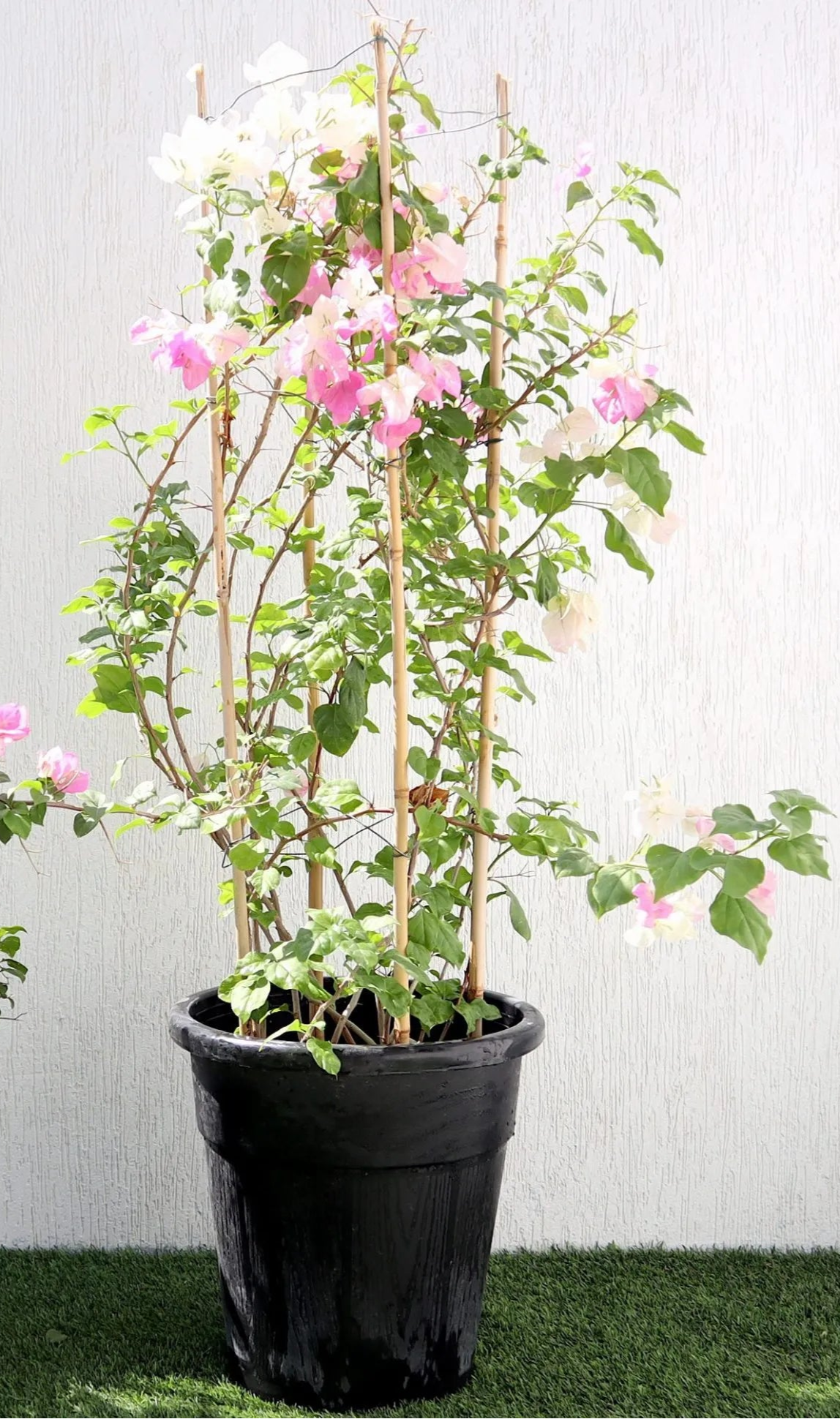 Bougainvillea Cocoice, Coconut Ice