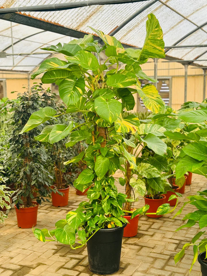 Scindapsus Varigated