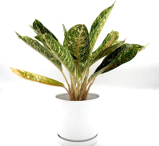 Aglaonema spp | Aglaomema Mix 25-30cm
