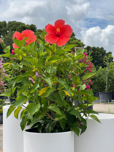 Hibiscus rosa, sinensis Red