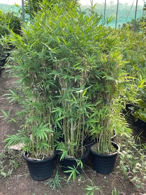 Bambusa multiplex, Chinese Dwarf Bamboo