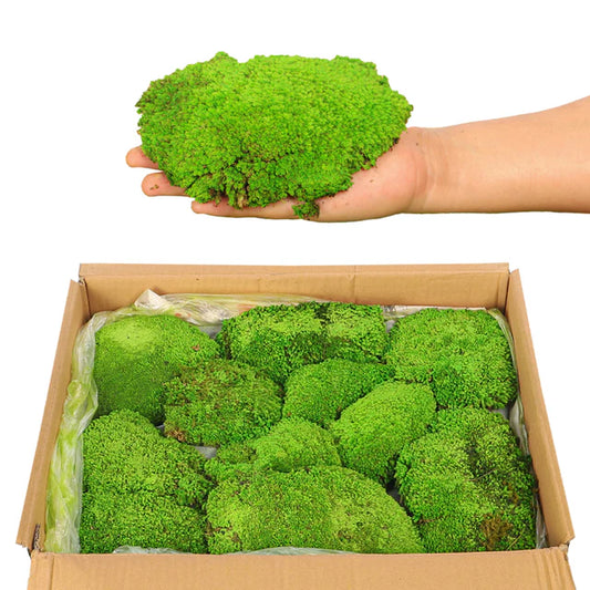 Preserved Dried Moss Pieces (1 Box)