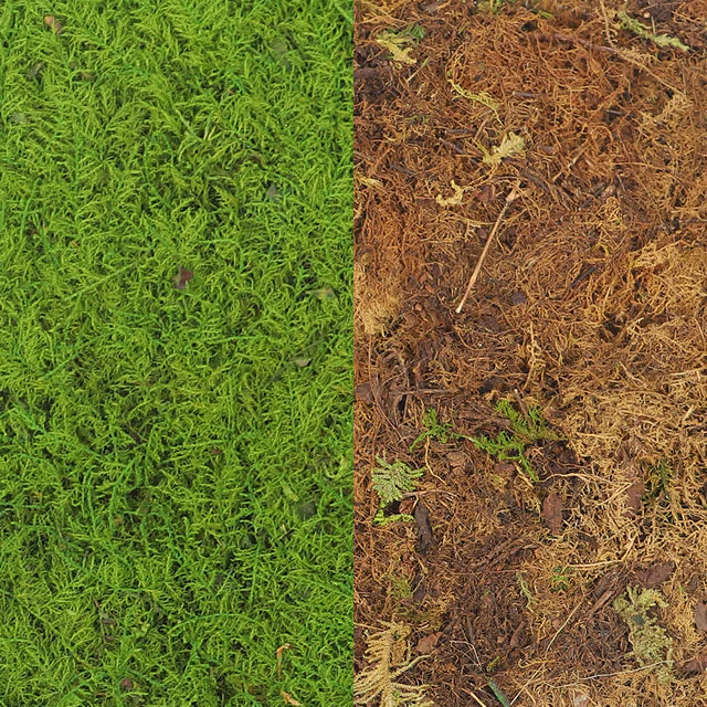 Preserved Dried Moss Sheet (1 Box ) Moss Wall Sheet