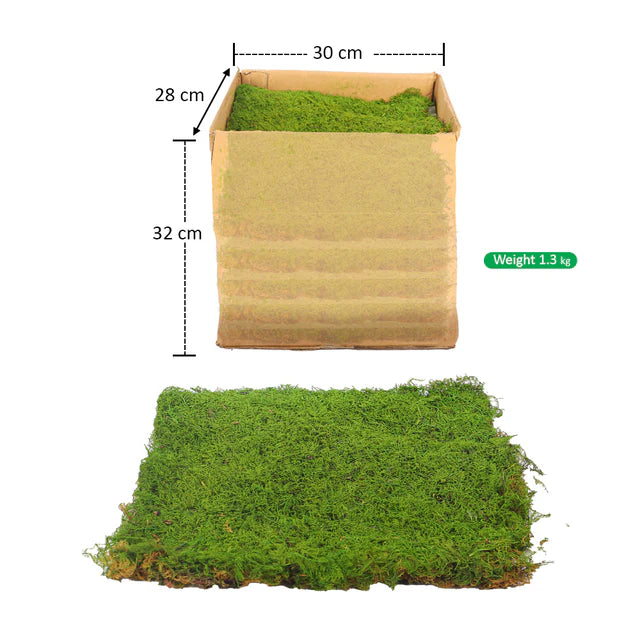 Preserved Dried Moss Sheet (1 Box ) Moss Wall Sheet