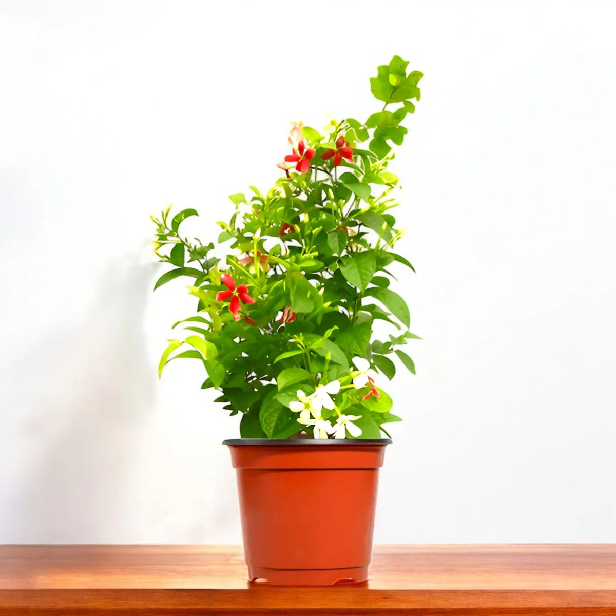 Rangoon Creeper , Quisqualis Indica, Red Jasmine