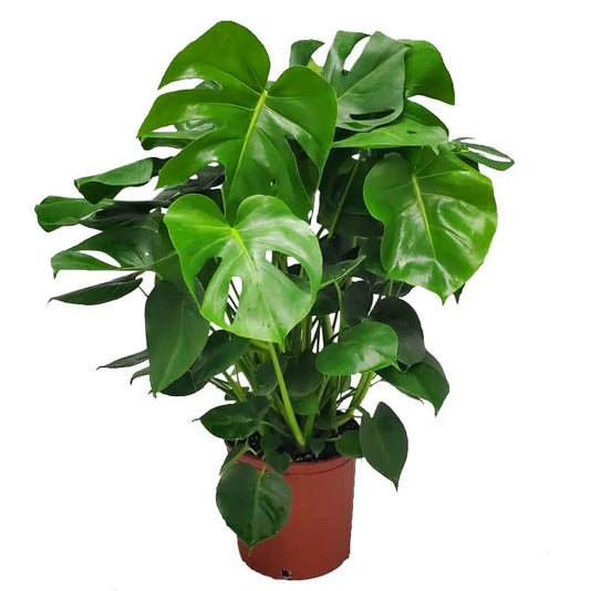 Swiss Cheese Plant, Monstera Deliciosa , The Hurricane