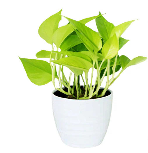Neon Pothos