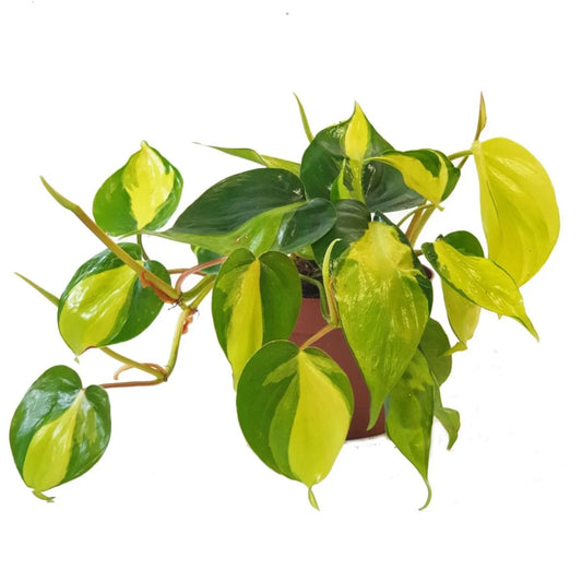 Philodendron Brasil, Heartleaf Philodendron