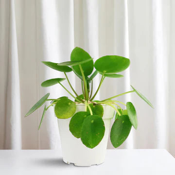 Chinese Money Plant, Pilea Peperomioides