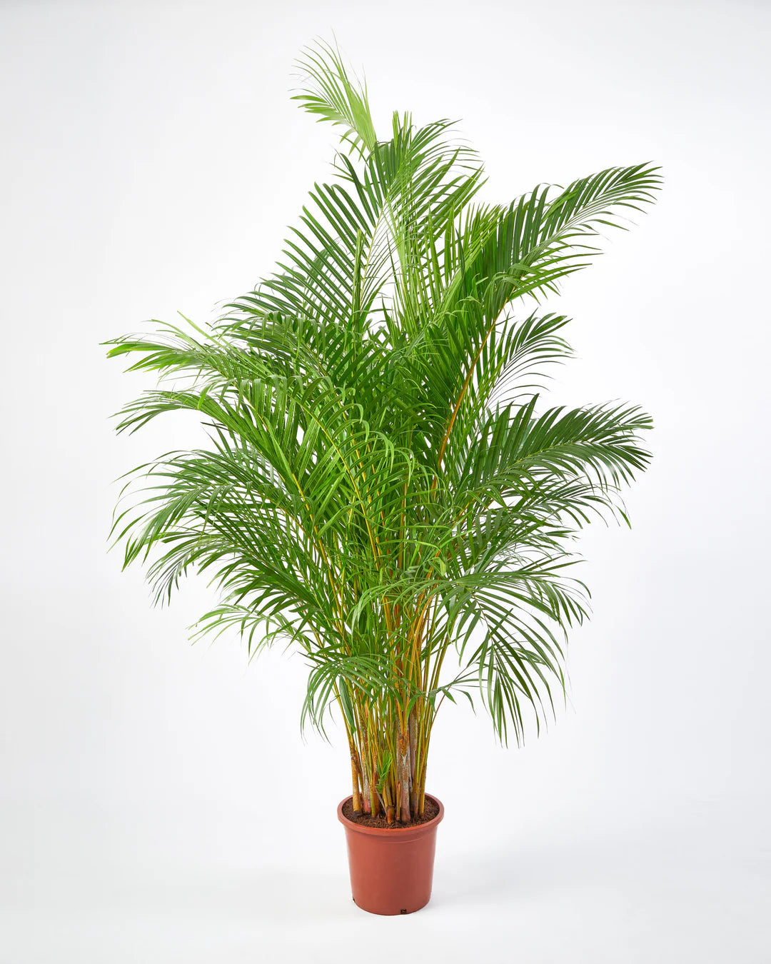 Areca Palm (Dypsis lutescens)