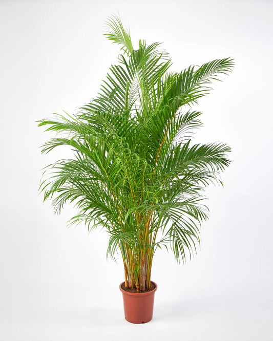 Areca Palm (Dypsis lutescens)