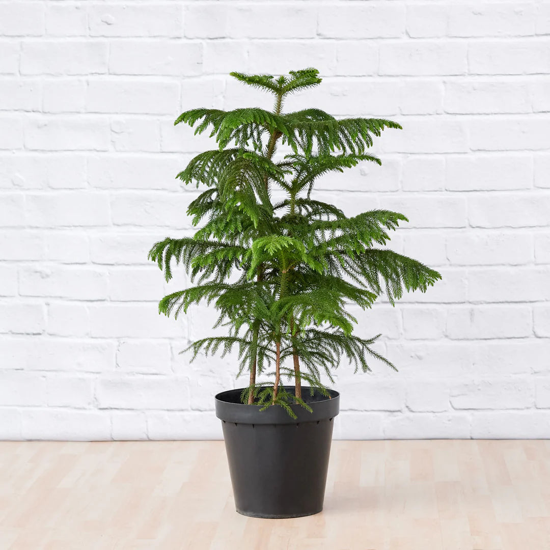 Araucaria heterophylla, Norfolk Island Pine, Indoor