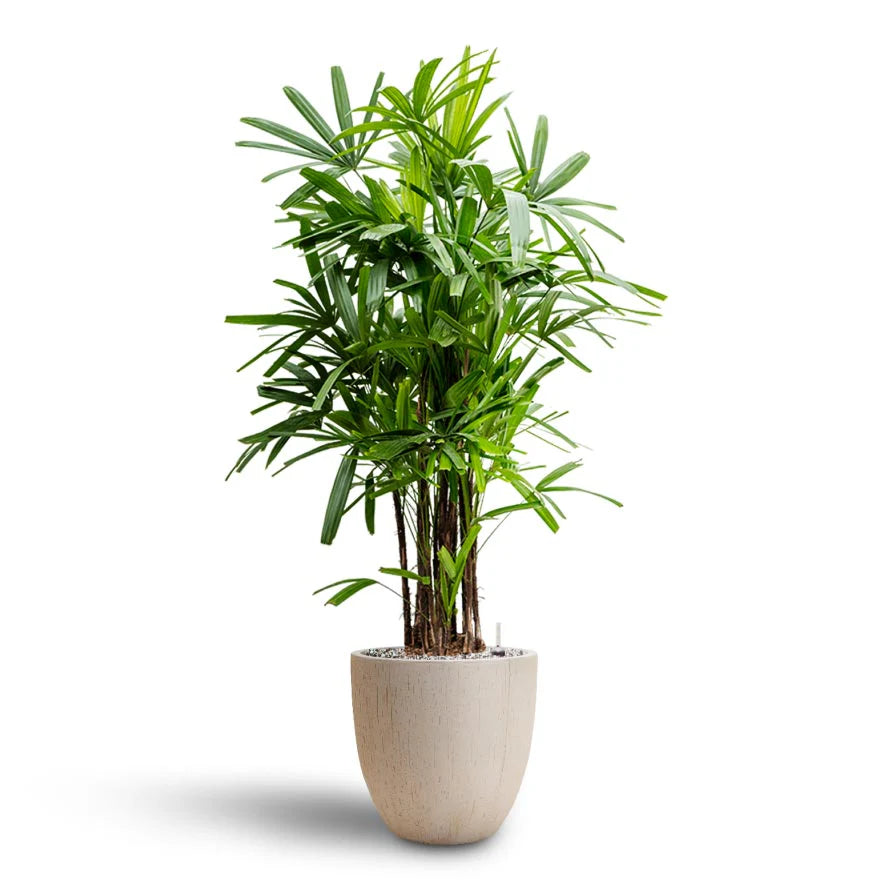 Rhapis Excelsa, Miniature Fan Palm, Lady Palm