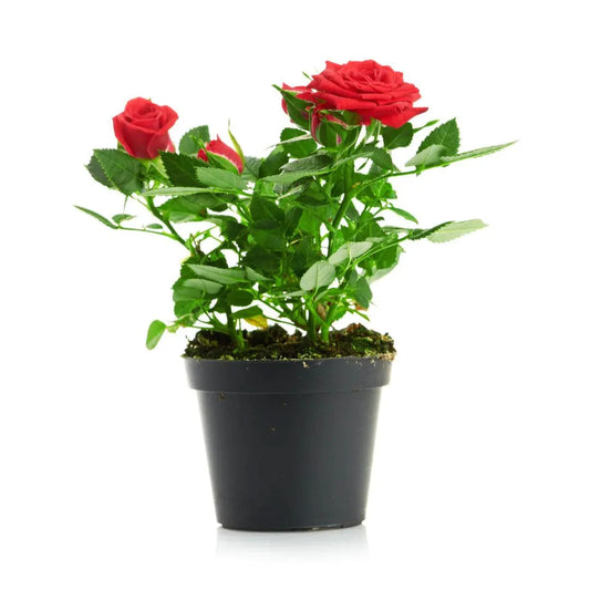 Rose Plant Outdoor